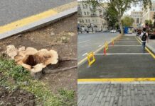 Bakının mərkəzində ağacların kəsilməsinə görə vəzifəli şəxs cərimələnib