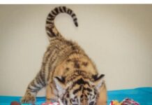 Heydər Əliyev Fondunun vitse-prezidenti Leyla Əliyeva Bakı Zooloji Parkında pələng balasının doğulması ilə bağlı paylaşım edib pələng balası