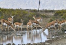 Sabah Ağgöl və Şirvan milli parklarında “Açıq qapı” günüdür ceyran