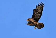 Azərbaycan təbiətinə buraxılan şahin quşlarının sayı açıqlanıb şahin quşları