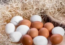 Azərbaycan Rusiyaya 36 ton yumurta ixrac edib yumurta