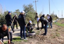 “Pir Hüseyn Xanəgahı” Tarix-Memarlıq Qoruğunda Zəfər Günü münasibətilə ağacəkmə aksiyası keçirilib ağacəkmə aksiyası