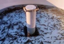 Xaçınçay su anbarına 200 min ədəd çəkikimi balıq körpəsi buraxılıb çəkikimi balıq körpəsi