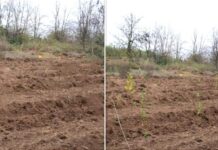 Meşə fondu torpaqlarında 670 mindən çox ağac əkilib Payız ağac əkini