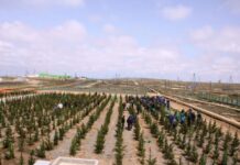 Meşə fondu torpaqlarında 140 hektarda əkin və səpin işləri aparılacaq Meşə fondu torpaqlarında 140 hektarda əkin və səpin işləri aparılacaq