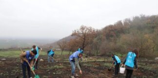 Quba və Şabranın yanğına məruz qalmış meşə fondu bərpa olunur