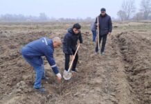 Bu gün meşə fondu torpaqlarında 8 mindən çox ağac əkilib meşə fondu torpaqları