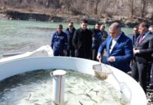 balıq körpələri
