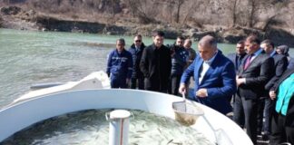 balıq körpələri