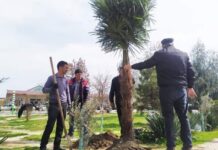 Sabirabadda ağacəkmə aksiyası