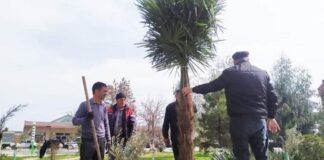 Sabirabadda ağacəkmə aksiyası