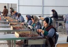 Şamaxı Üzüm Tingçilik Mərkəzində 500 min ədəd yerli sort calaq ting istehsal olunacaq Şamaxı Üzüm Tingçilik Mərkəzi