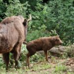 Şahdağ Milli Parkında zubr balası