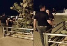 Bulvarda dekorativ ağaca zədə vuran qadın