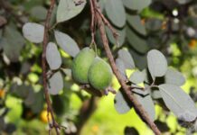 Astaranın sitrus bağlarında feyxoa yığımına başlanılıb feyxoa