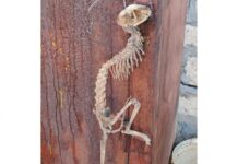 Tərtərdə naməlum heyvan skeleti tapılıb naməlum heyvan skeleti