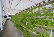 Laçında akvaponika üsulu ilə həm balıq yetişdirilir, həm də bitki becərilir akvaponika