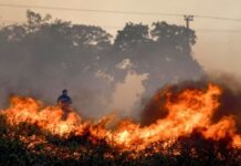 Çilidə meşə yanğınları qurbanlarının sayı 112 nəfərə çatıb meşə yanğınları