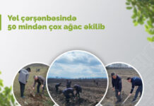 Yel çərşənbəsində 50 mindən çox ağac əkilib ağacəkmə aksiyası