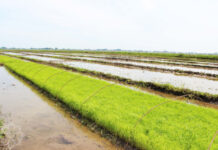 Yerli düyüyə tələbat artdıqca, əkin sahələri də genişlənir düyü