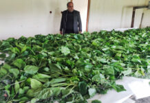 Balakənli kümçülərə 700 qutu ipəkqurdu paylanılıb kümçü