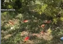 Təbiətimizi qoruyaq və ekoloji terrora son qoyaq ! ekoloji vəziyyət