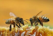 Biləsuvarda arı ailələrinin sayı artıb arı