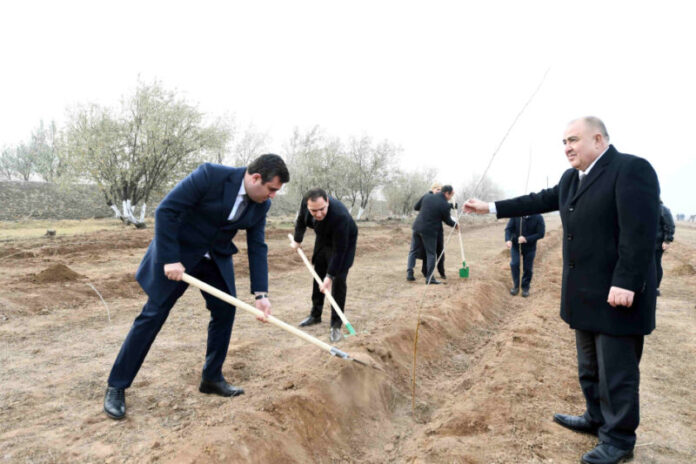 Naxçıvanda Ümummilli Liderin xatirəsinə ağacəkmə aksiyası keçirilib