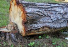 Zaqatalada qanunsuz ağac kəsmədə təqsirləndirilən AAYDA-nın əməkdaşı həbs olunub qanunsuz ağac kəsmə