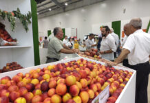 Xaçmazda Aqrar Biznes və Şaftalı Festivalı keçirilib Xaçmazda Aqrar Biznes və Şaftalı Festivalı