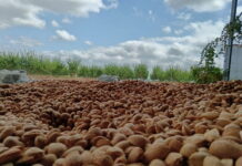 Saatlıda badam yığımına başlanılıb badam