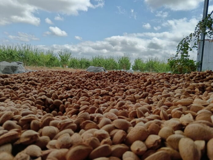 badam