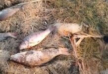 Mahmudçalada balıqların kütləvi ölümünün səbəbi açıqlanıb Mahmudçala Ovçuluq Təsərrüfatı